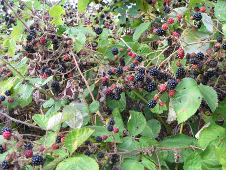 Sept-8-blackberries Sept-8-blackberries