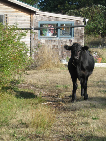 calf-visit-1 calf-visit-1