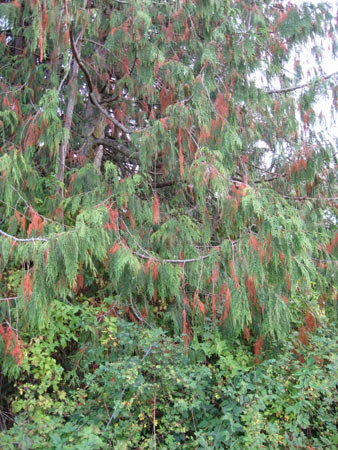 cedars-shedding cedars-shedding
