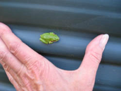 tiny frog tiny frog