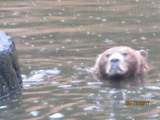 Swimming Bear