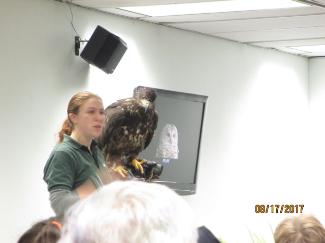 Eagle at the raptor center